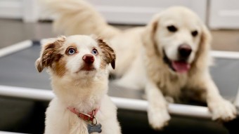 Image of Greatest American Dog Trainers and The Den service in Edmond, Oklahoma, United States