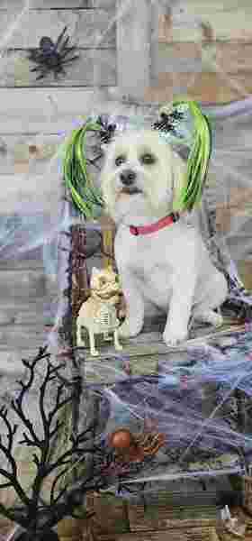 Image of Suds & Swagger Pet Grooming service in Spokane Valley, Washington, United States Image of Suds & Swagger Pet Grooming service in Spokane Valley, Washington, United States