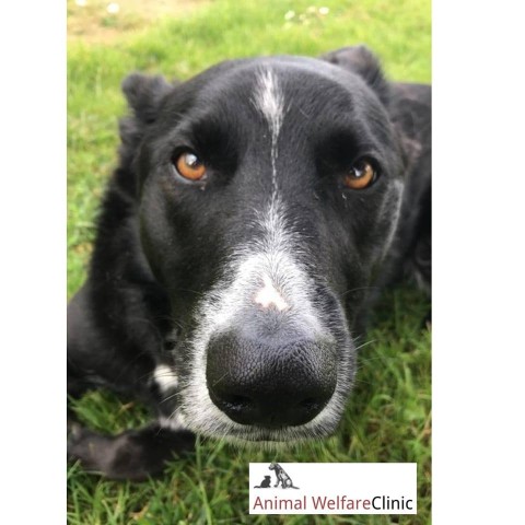 Image of Animal Welfare Veterinary Clinic service in Dublin, Dublin, Ireland Image of Animal Welfare Veterinary Clinic service in Dublin, Dublin, Ireland