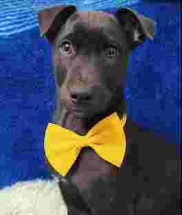 Image of Tiger pet's bording & day care service in Greater Noida, Uttar Pradesh, India