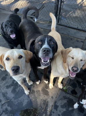 Image of Country Canine Dog Daycare service in Middlesex County, Massachusetts, United States Image of Country Canine Dog Daycare service in Middlesex County, Massachusetts, United States