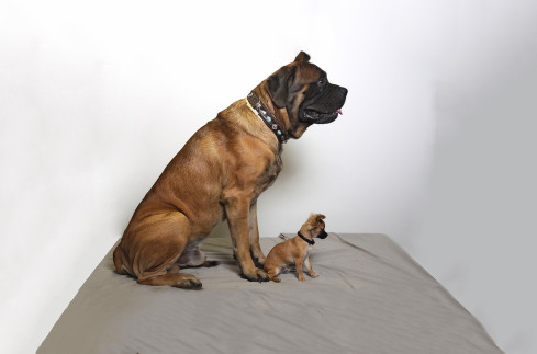 Image of Tierärztliche Praxis Nahrgang service in Koln, Nordrhein-Westfalen, Germany