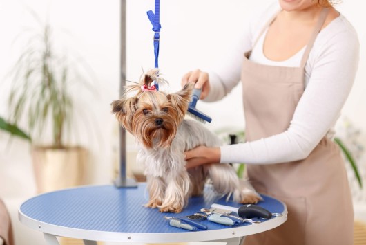 Image of Mutt Puddles Dog Wash LLC service in Tacoma, Washington, United States Image of Mutt Puddles Dog Wash LLC service in Tacoma, Washington, United States