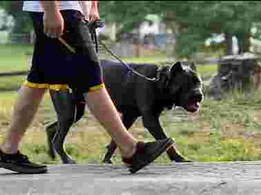 Image of Mahonestead K9 service in Powhatan, Virginia, United States Image of Mahonestead K9 service in Powhatan, Virginia, United States