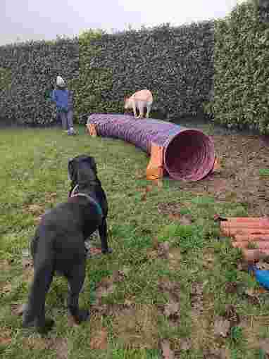 Image of Maurizio Dog Trainer service in Besana in Brianza, Lombardia, Italy