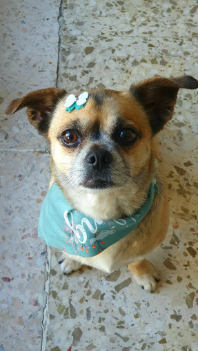 Image of Encanto canino service in Sevilla, Sevilla, Spain