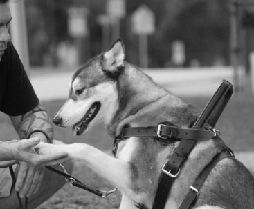 Image of Mind Your Manners Canine Training service in Kathleen, Florida, United States