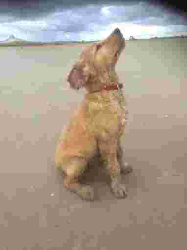 Image of Fast Track Puppy and Dog Training service in Liverpool, England, United Kingdom