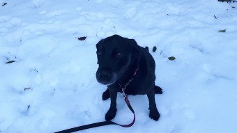 Image of Not Home Alone Pet Services service in Nanaimo, British Columbia, Canada Image of Not Home Alone Pet Services service in Nanaimo, British Columbia, Canada