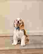 Image of Furry Land Austin, TX service in Round Rock, Texas, United States