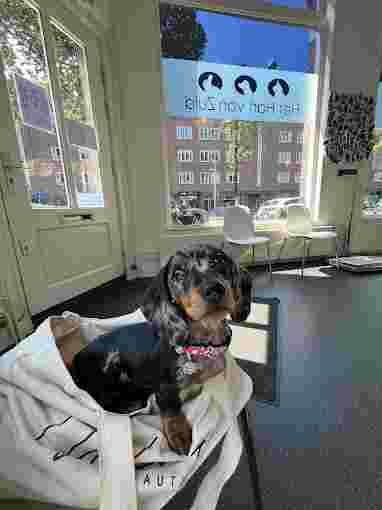 Image of Dierenkliniek Het Hart van Zuid service in Amsterdam, North Holland, Netherlands