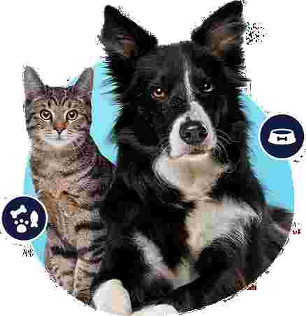 Image of IB Pet service in Imperial Beach, California, United States