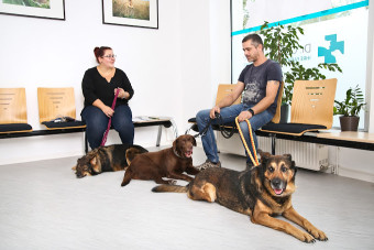 Image of Tierarztpraxis Dr. Fricke - Leipzig service in Leipzig, Sachsen, Germany