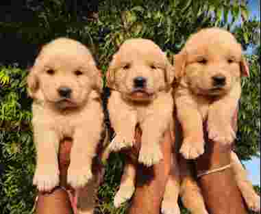 Image of Simran Pet Lover - Best Pet Shop in Delhi NCR service in Faridabad, Haryana, India