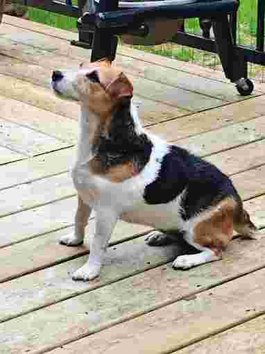 Image of Chemainus Doggieland Kennels service in North Cowichan, British Columbia, Canada