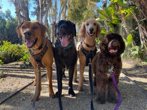 Image of Dogs On The Run service in Nashville-Davidson, Tennessee, United States Image of Dogs On The Run service in Nashville-Davidson, Tennessee, United States