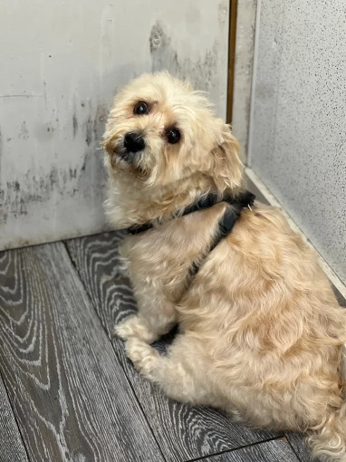 Image of Philly's Dog Grooming service in Mid Suffolk, England, United Kingdom