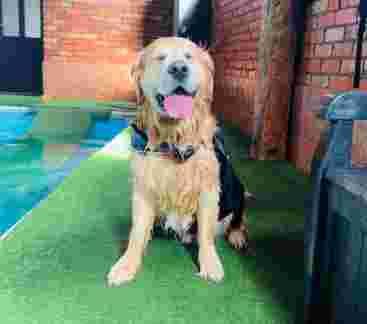 Image of Soggy Dogs K9 Swim Centre service in Earl Shilton, England, United Kingdom