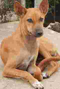 Image of Clínica Veterinaria El Valle service in Trapagaran, Vizcaya, Spain