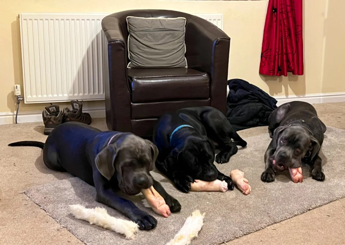 Image of Hunters Raw service in Stokesley, England, United Kingdom