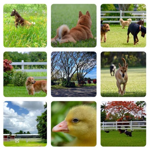 Image of Canine 101 Ranch service in Homestead, Florida, United States Image of Canine 101 Ranch service in Homestead, Florida, United States