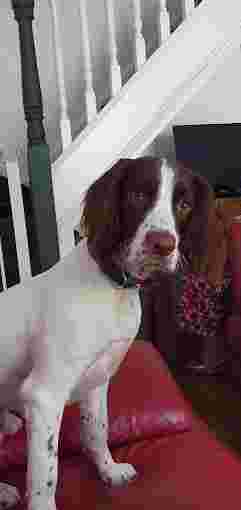 Image of KiLo Pet Grooming service in Washington, England, United Kingdom