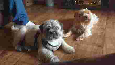 Image of Pets at Home Bromborough service in Bromborough, England, United Kingdom