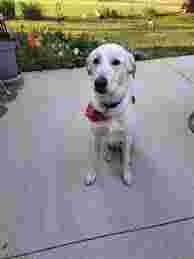 Image of Tom’s Pampered Pets service in Orlando, Florida, United States Image of Tom’s Pampered Pets service in Orlando, Florida, United States