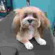 Image of I Shih Tzu Knot, LLC service in Oklahoma City, Oklahoma, United States Image of I Shih Tzu Knot, LLC service in Oklahoma City, Oklahoma, United States