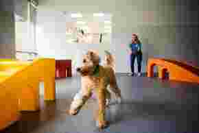Image of Dogtopia of Overland Park service in Overland Park, Kansas, United States Image of Dogtopia of Overland Park service in Overland Park, Kansas, United States
