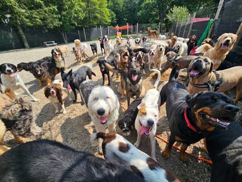 Image of Canine Proficiency Center service in North Bay, Ontario, Canada Image of Canine Proficiency Center service in North Bay, Ontario, Canada