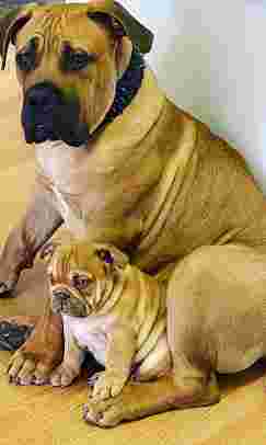 Image of Unbounded Pet Feed service in Wallasey, England, United Kingdom