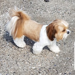 Image of Joannes Dog & Cat Grooming Salon service in City of Edinburgh, Scotland, United Kingdom Image of Joannes Dog & Cat Grooming Salon service in City of Edinburgh, Scotland, United Kingdom
