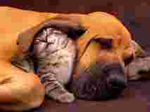 Image of Wags 2 Whiskers - Dog Walking & Cat Sitting service in Metro Vancouver, British Columbia, Canada Image of Wags 2 Whiskers - Dog Walking & Cat Sitting service in Metro Vancouver, British Columbia, Canada