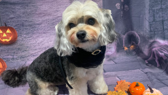 Image of Kay9 Grooming service in Poole, Dorset, United Kingdom