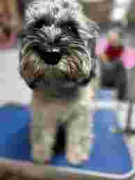 Image of Carol's dog shack Liverpool service in Liverpool, England, United Kingdom