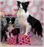 Image of Jolly Dog LLC service in Concord, California, United States Image of Jolly Dog LLC service in Concord, California, United States