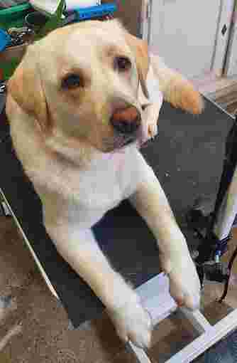 Image of Ponteland Pads and Paws Dog Grooming service in Ponteland, Northumberland, United Kingdom