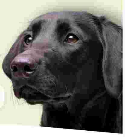 Image of Veterinary practice at Aachener Weiher service in Koln, Nordrhein-Westfalen, Germany