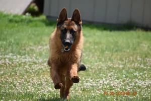 Image of Delmar Smith Kennels service in Edmond, Oklahoma, United States