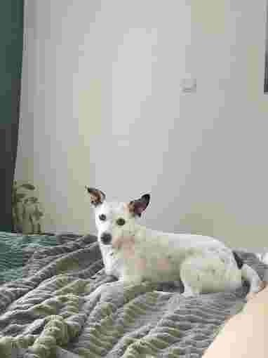 Image of Petsitter ZwierzakoWOW service in Warsaw, Warsaw, Poland