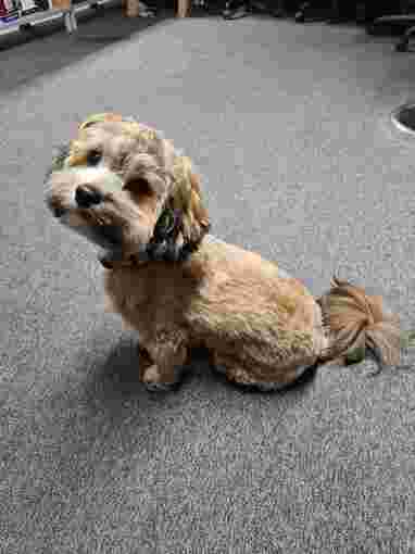 Image of Hundefriseur Köln - Immer fein service in Koln, Nordrhein-Westfalen, Germany
