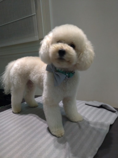 Image of Grooming Lab Toelettatura Professionale Padova service in Rubano, Veneto, Italy