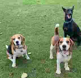 Image of Ultimutt Pet Resort - Dog Boarding in Gurgaon & Delhi/NCR service in Gurugram, Haryana, India