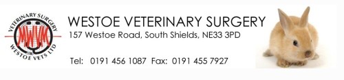 Image of Westoe Vets Ltd service in South Shields, England, United Kingdom Image of Westoe Vets Ltd service in South Shields, England, United Kingdom