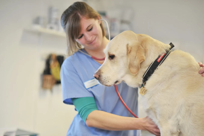 Image of Westwood Vets service in Garforth, England, United Kingdom