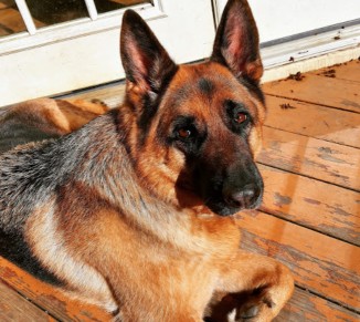 Image of k9knowhow service in Rockville, Maryland, United States