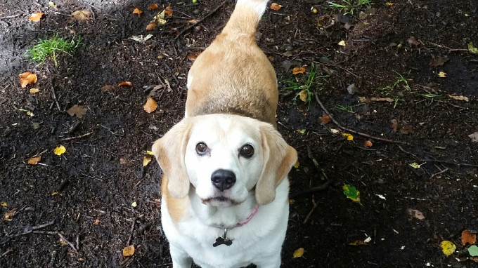 Image of Pedigree Pet Care Leeds service in Leeds, England, United Kingdom