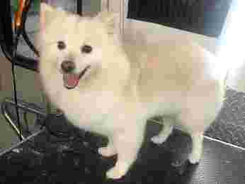 Image of Fernán Pet Mobil Grooming service in San Antonio, Texas, United States