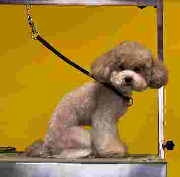 Image of Well Groomed Pets Summerlin service in Las Vegas, Nevada, United States